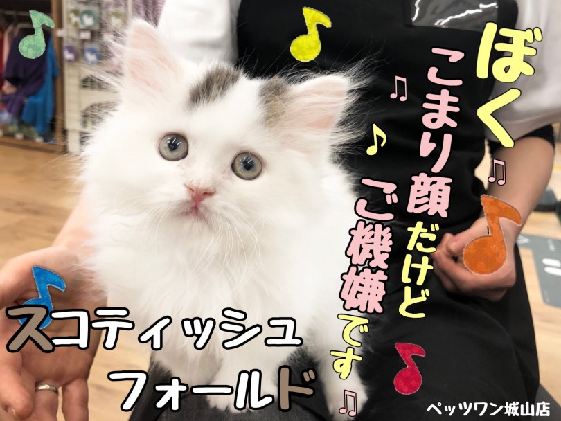 【 スコティッシュフォールド 】純白の被毛にチョコンとオシャレなツーポイントの猫