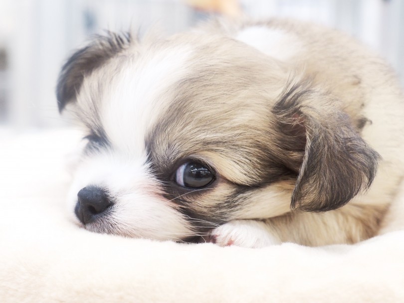 チワパピちゃんの成長を身近で見守ってみませんか？ | MIX犬 チワパピ （713873） - 横浜 鶴見店