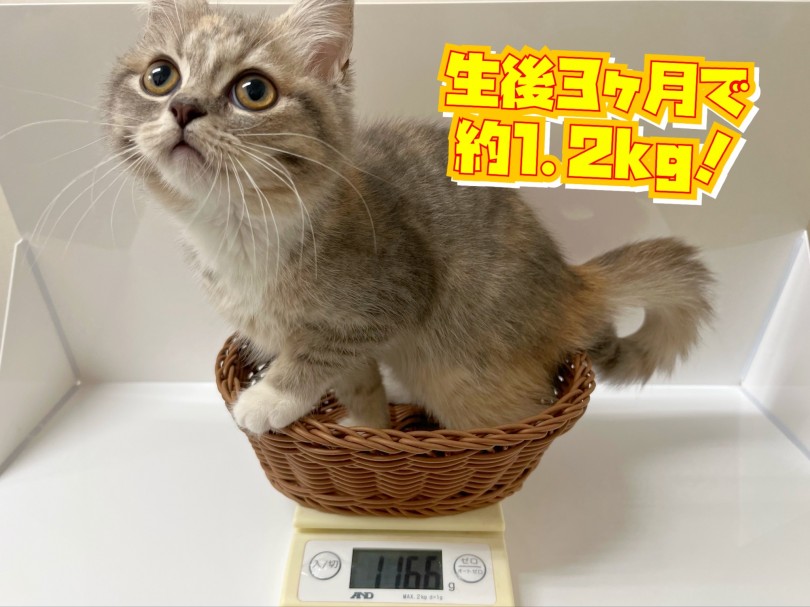 間もなく生後3ヶ月 体重は1,166g | マンチカン （119324） - 梅島店