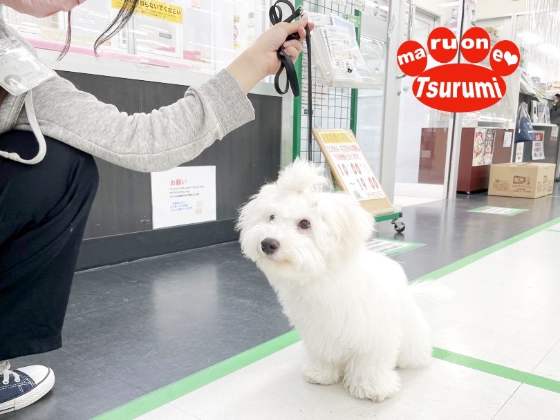 日々、スタッフと一緒にお座りや待て、お散歩のトレーニングをしています | ビションフリーゼ （713850） - 横浜 鶴見店