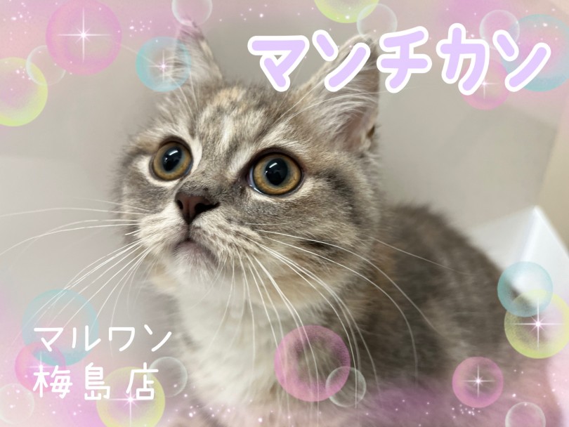 【 マンチカン 】猫界のアイドル！真ん丸フェイスの女の子が登場！