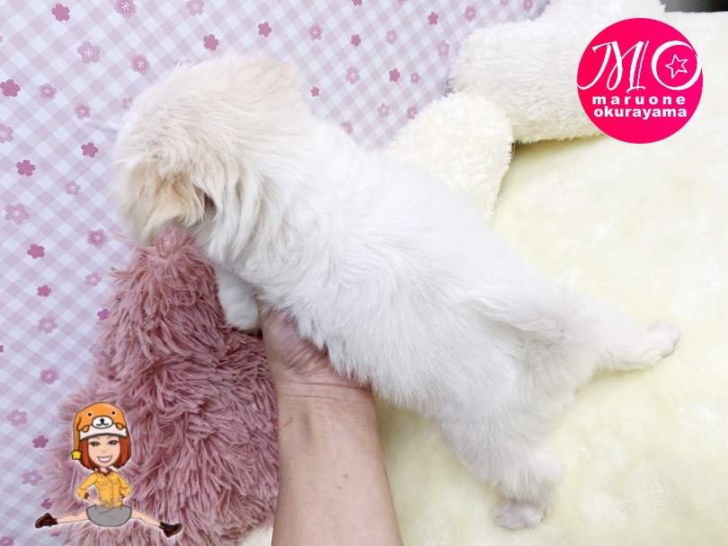 毛色はホワイトだけど・・ | MIX犬 マルチワ （6131156） - 横浜 大倉山店
