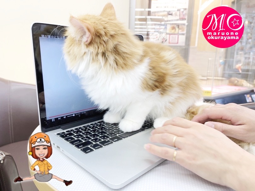 可愛いおじゃまむし現る！！ | ノルウェージャンフォレストキャット （6131132） - 横浜 大倉山店