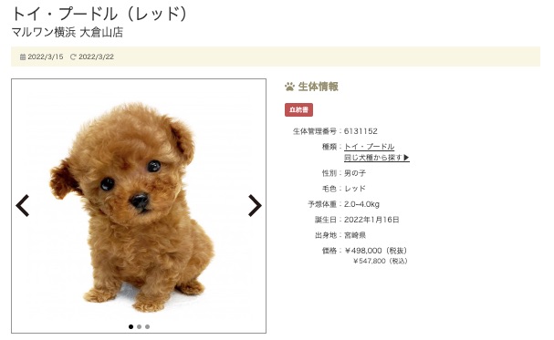 第4位：横浜大倉山店のトイ・プードル！ | 4/1版注目のワンちゃんネコちゃんランキング