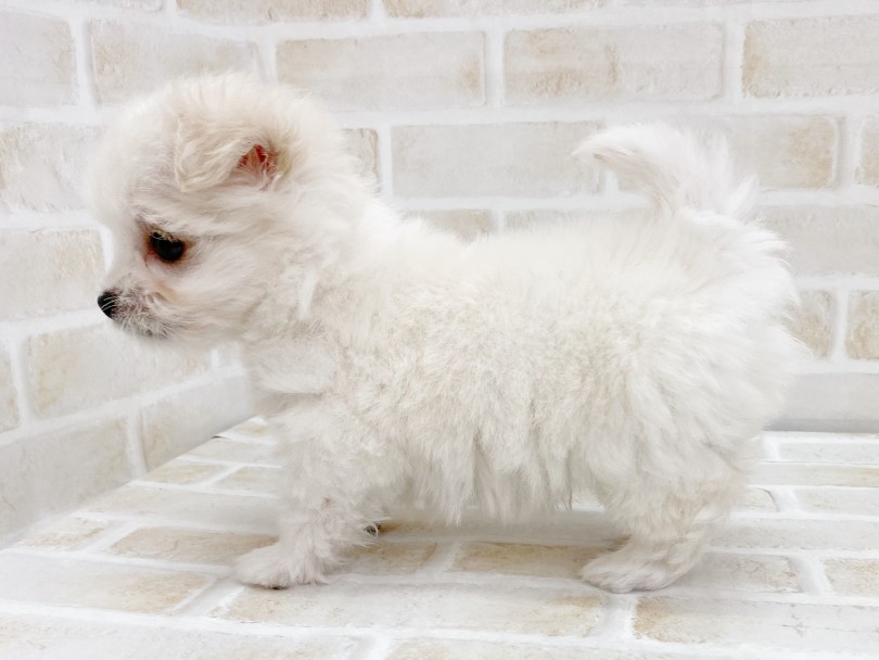 愛らしいルックスのビショチワックスくん | MIX犬 （116697） - 下丸子店