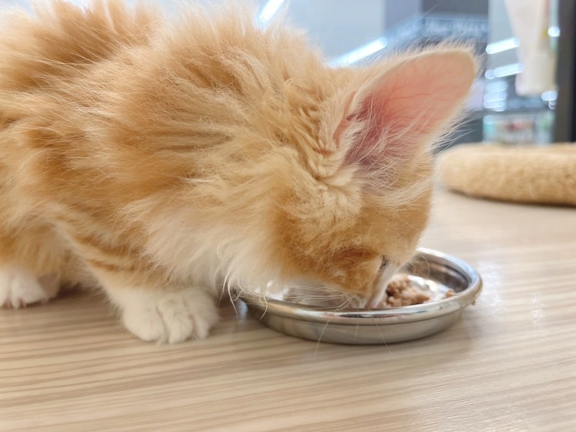 もりもりゴハンを食べて立派に成長中です！ | ノルウェージャンフォレストキャット （914767） - 板橋 志村坂下店