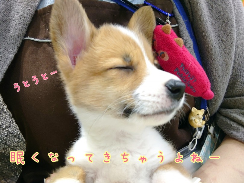 お手入れだって完璧です！ | ウェルシュコーギーペンブローク （130424） - 高井戸店