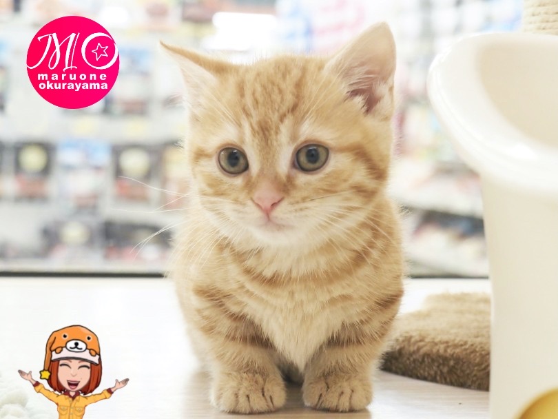 お腹スレスレ？！ド短足キャット！ | マンチカン （6131161） - 横浜 大倉山店