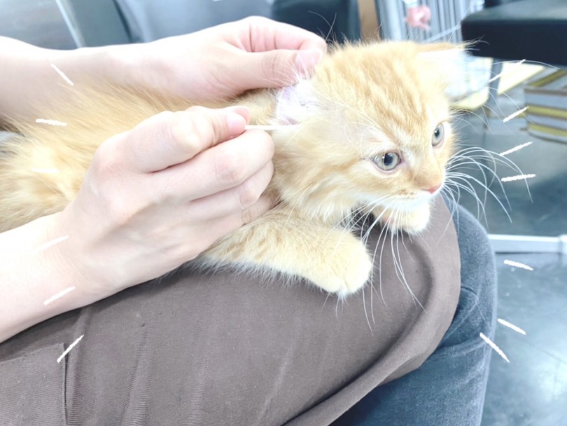 スコちゃんは爪切り、耳掃除を嫌がることなくさせてくれます | スコティッシュフォールド （119326） - 梅島店