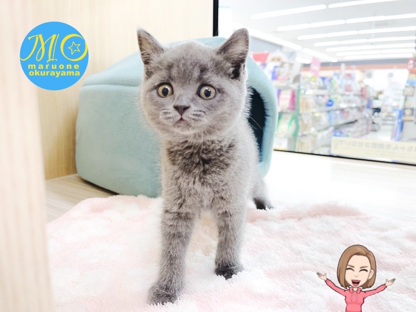 扉を開けるとすぐに来てくれる♡ | ブリティッシュショートヘア （6131158） - 横浜 大倉山店