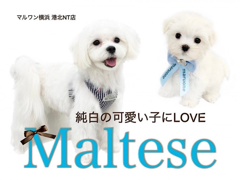 【 マルチーズ 】純白の天使マルチーズの可愛いポイント教えちゃいます！