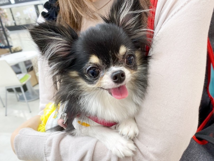 コンパクトなサイズ感 | マルワン犬図鑑 チワワ - 横浜 今宿店