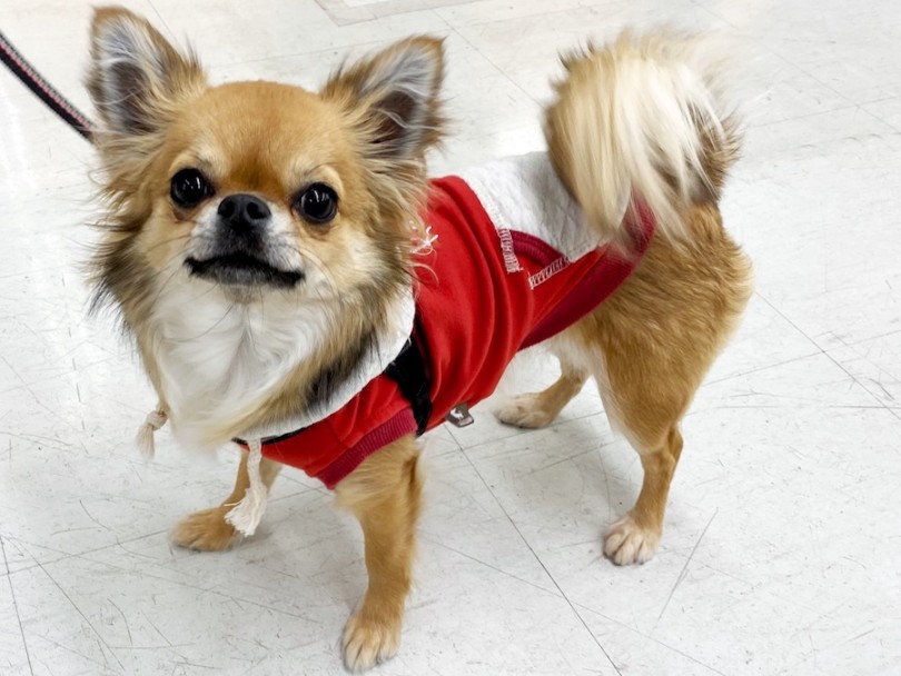 チワワちゃんは寒いのが苦手 | マルワン犬図鑑 チワワ - 横浜 今宿店