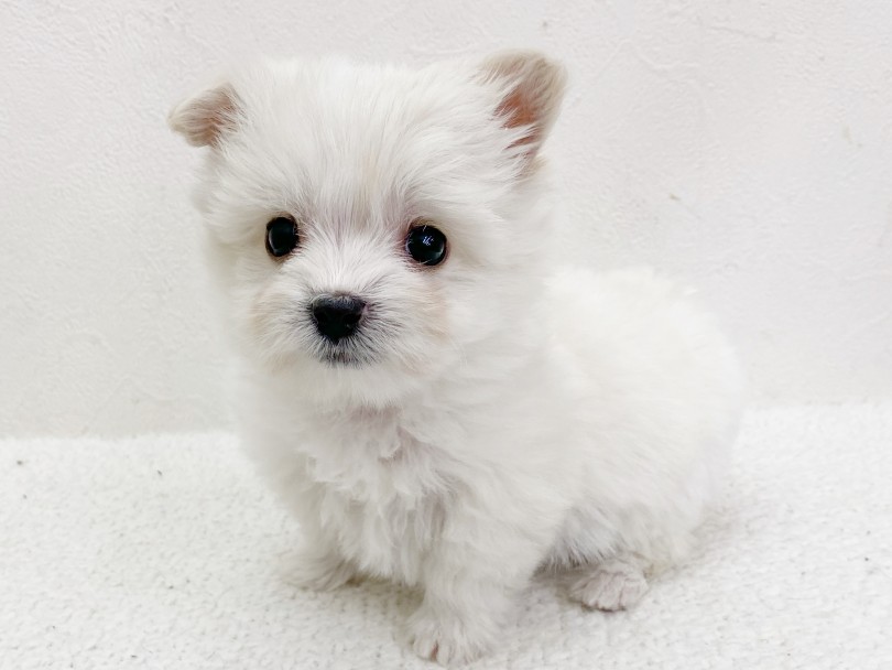 将来的には立ち耳…？折れ耳…？ | MIX犬 （116697） - 下丸子店