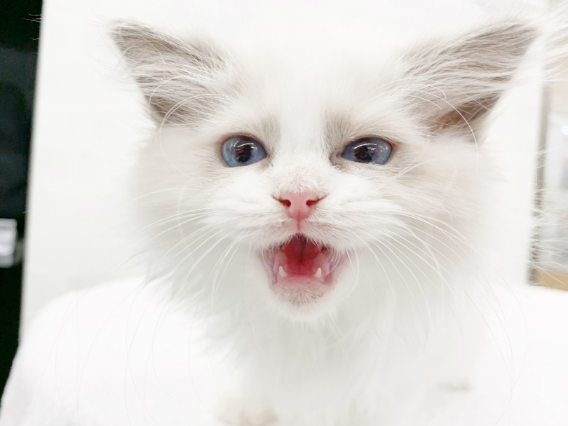 適応能力が高く、多頭飼いからビギナーさんまで幅広く受け入れやすい子です | ラグドール （014426） - 東日暮里店