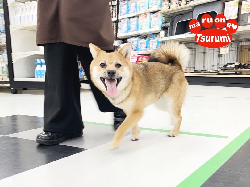 お散歩に出れて嬉しそうに笑ってるまめちゃん | 豆柴 （713842） - 横浜 鶴見店