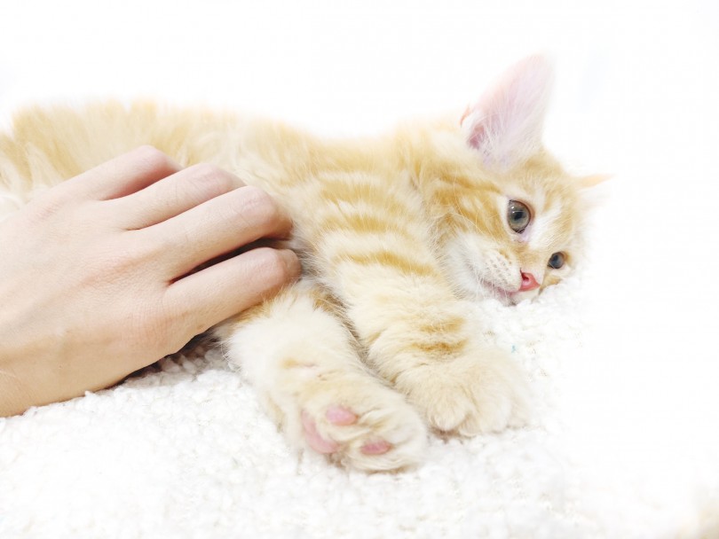 お腹いっぱいになりご満悦のノルちゃん | ノルウェージャンフォレストキャット （11898） - 横浜 白楽店