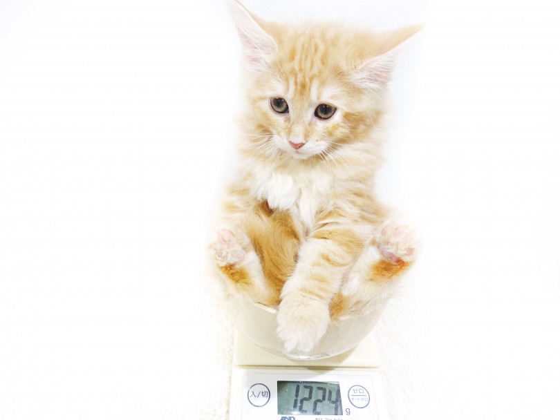 生後60日の体重が1.24kg | ノルウェージャンフォレストキャット （11898） - 横浜 白楽店