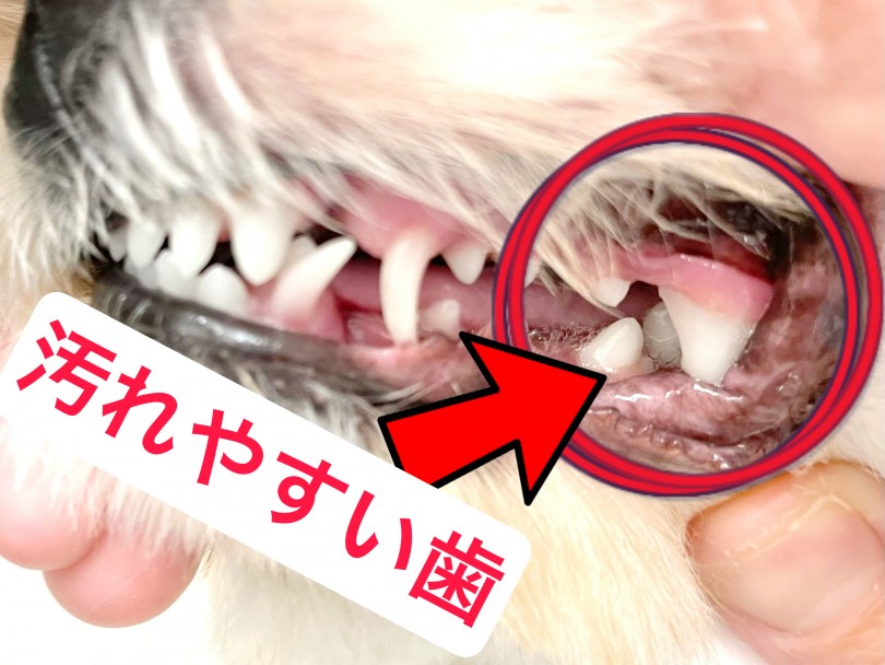 汚れがたまりやすい歯 | 子犬・子猫から始めるデンタルケア！歯磨きトレーニング - 東川口店