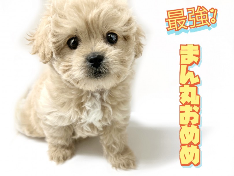 大きく丸い瞳は最大のチャームポイント | MIX犬 ペキプー （119328） - 梅島店