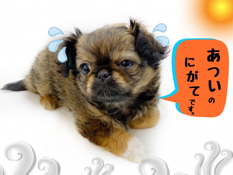 鼻ぺちゃ(短吻)犬は暑さが苦手 | MIX犬 チワペキ (118660) - 城山店