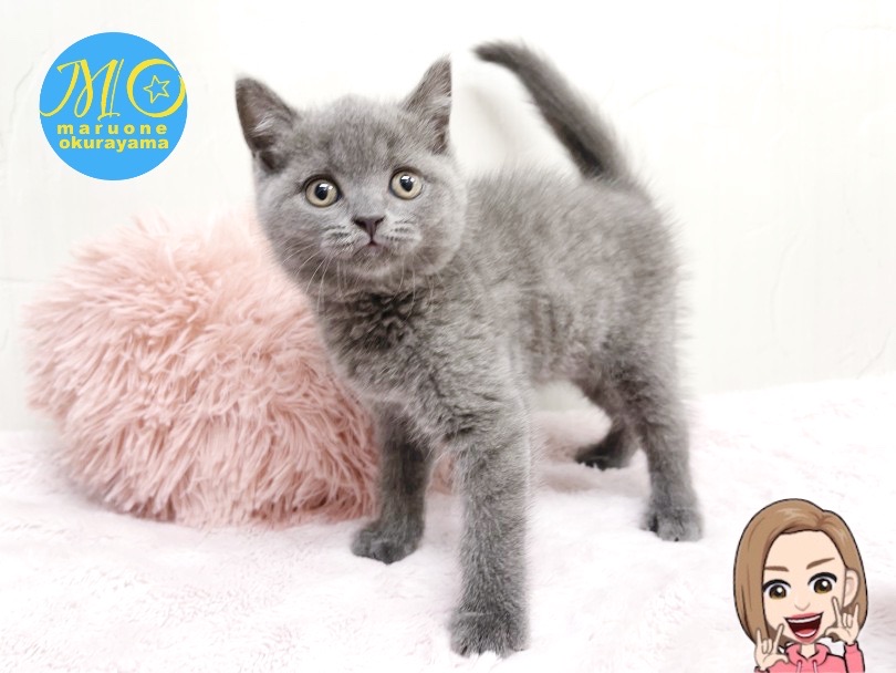 お部屋の前に立つとヘソ天しちゃうとっても愛らしいブリちゃん | ブリティッシュショートヘア （6131158） - 横浜 大倉山店