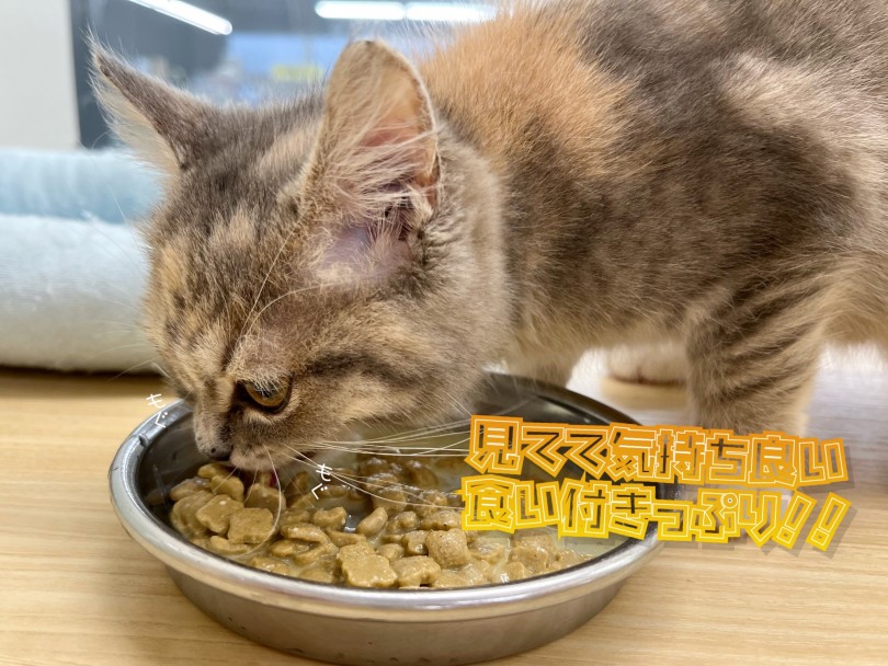 この子は中足のマンチカン | マンチカン （119324） - 梅島店