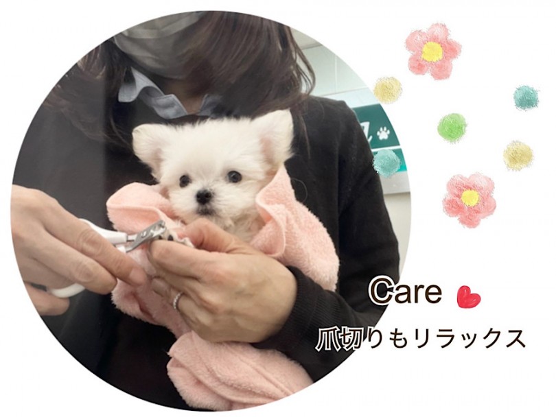 お手入れ始めました | MIX犬 チワマル （312091） - 横浜 港北ニュータウン店