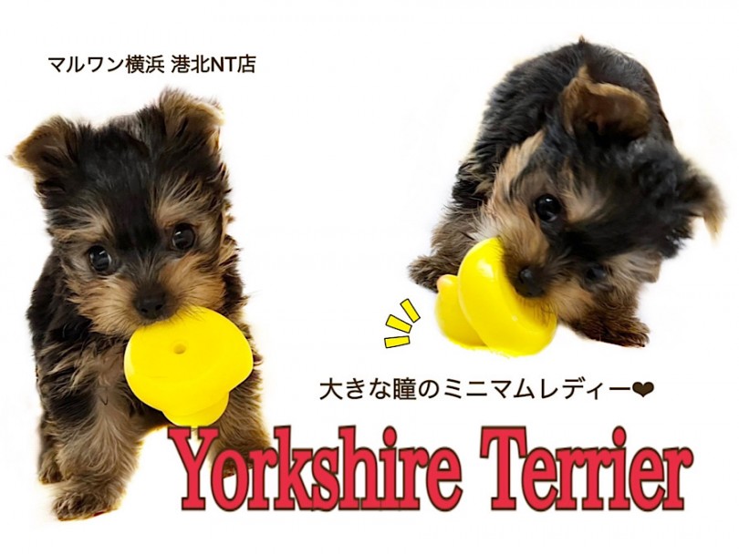 【 ヨークシャーテリア 】キラキラ大きな瞳を持つミニマムレディ！