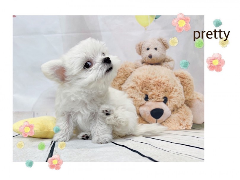 運命の出会いをマルワンで！ | MIX犬 チワマル （312091） - 横浜 港北ニュータウン店