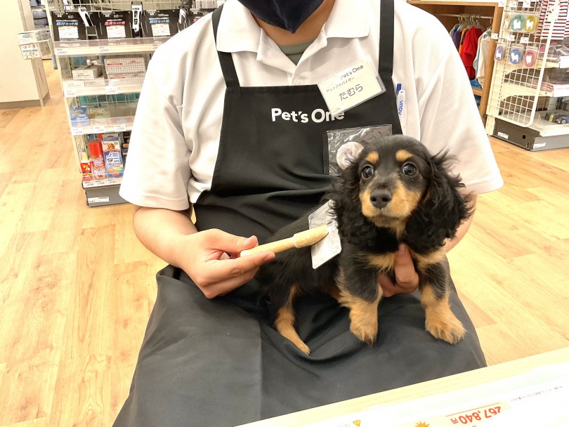 短毛でお手入れが簡単 | カニンヘン・ダックスフント (118655) - 城山店