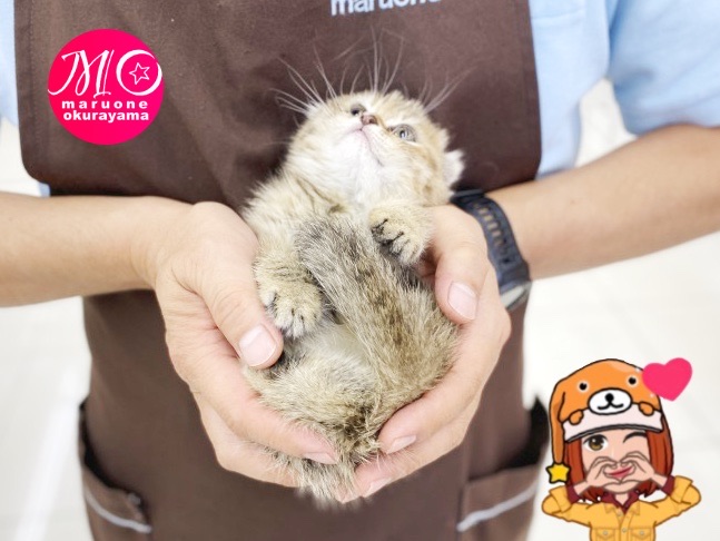 小さいさめサイズに成長中！！ | スコティッシュフォールド （6131163） - 横浜 大倉山店