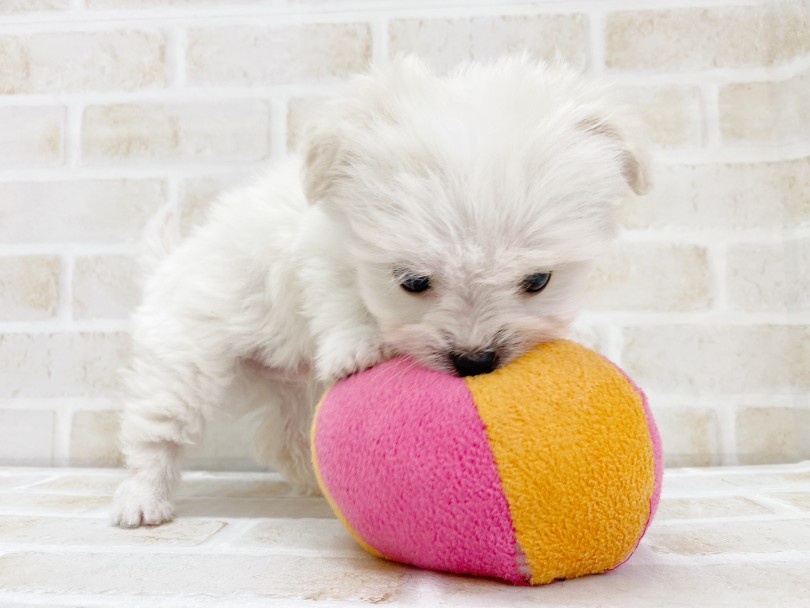 コミュニケーションもバッチリ！な明るい性格 | MIX犬 （116697） - 下丸子店