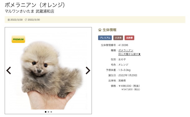 第3位：さいたま武蔵浦和店のポメラニアン！ | 4/1版注目のワンちゃんネコちゃんランキング