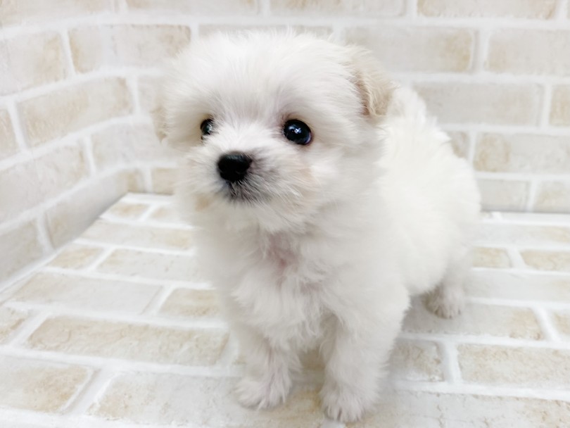 お部屋の中で待っている姿はとってもかわいい | MIX犬 （116697） - 下丸子店