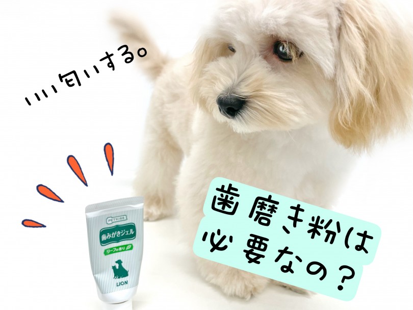 歯磨き粉は必要？ | 子犬・子猫から始めるデンタルケア！歯磨きトレーニング - 東川口店
