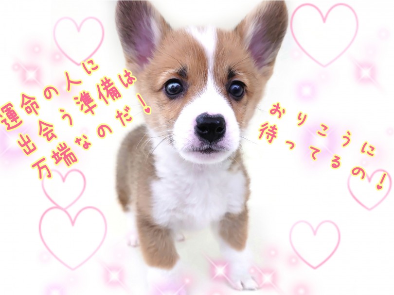 アナタの運命の子はもしかしてこの子では？！ | ウェルシュコーギーペンブローク （130424） - 高井戸店