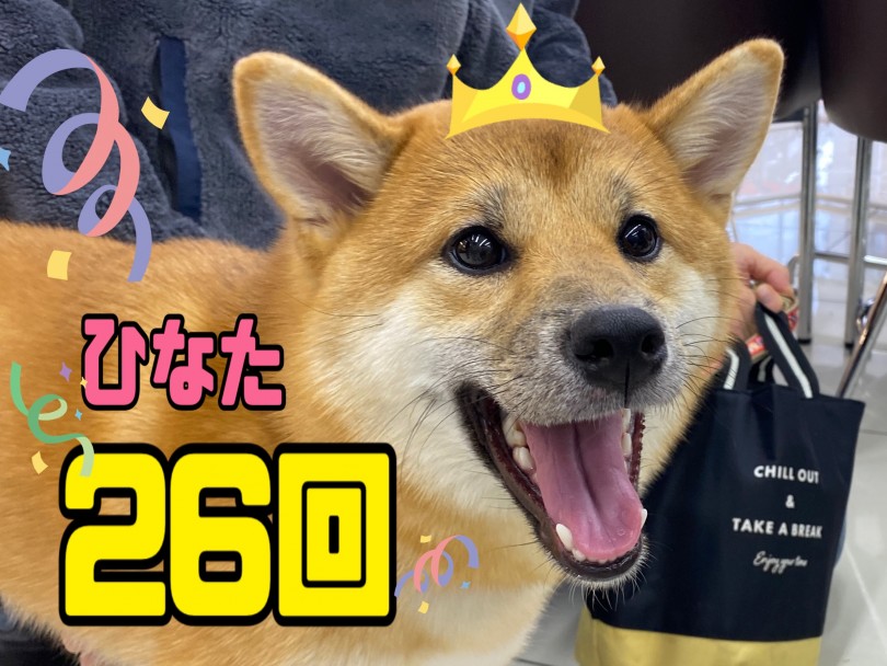 ひなたちゃん(柴犬)26回！ | 大倉山365チャレンジ 3月結果報告 - 横浜 大倉山店