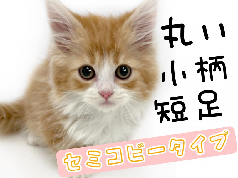 ボディタイプは『セミコビー』 | マンチカン （150297） - 東川口店