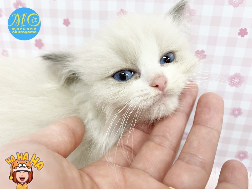 既に甘えん坊さんポテンシャル発揮しています | ラグドール （6131155） - 横浜 大倉山店