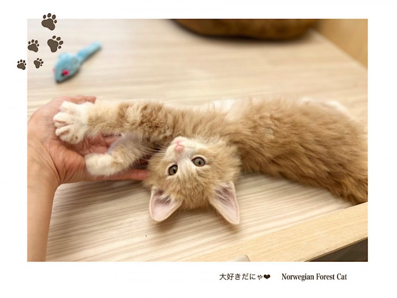 どんな家庭にもオススメです！ | ノルウェージャンフォレストキャット （312094） - 横浜 港北ニュータウン店