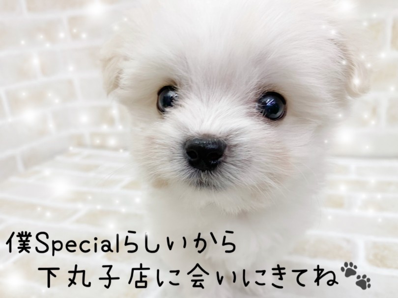 唯一無二のかわいい子をお探しの方、是非ビショチワックスくんに会ってみて下さいね♪ | MIX犬 （116697） - 下丸子店