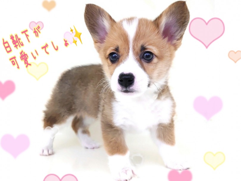 お色はレッド&ホワイト！白靴下がとっても可愛いんです！ | ウェルシュコーギーペンブローク （130424） - 高井戸店