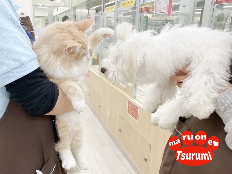 人見知りなし！犬見知りなし！ | ビションフリーゼ （713850） - 横浜 鶴見店