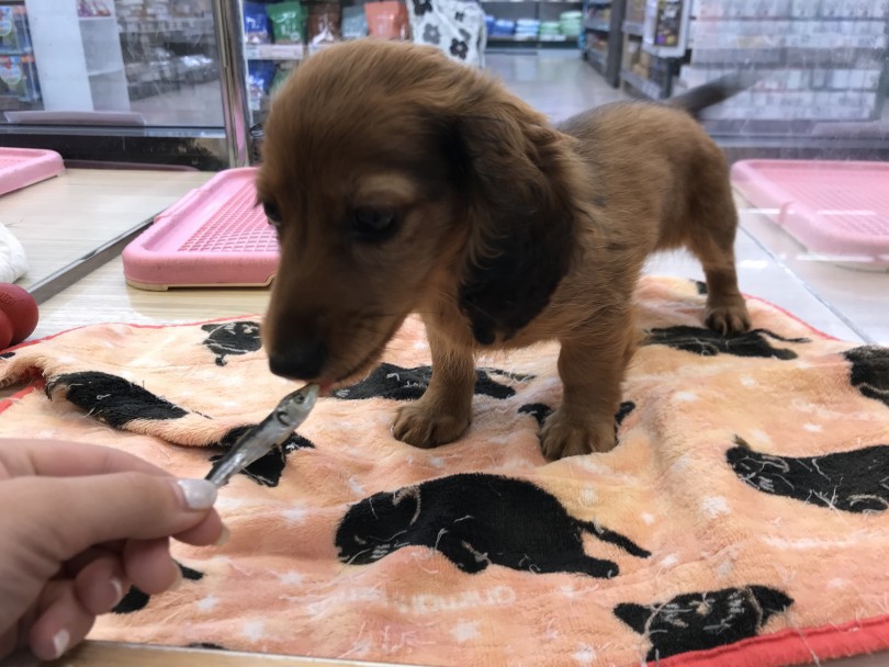 初心者でも飼いやすいダックスフンド！ | ミニチュア・ダックスフント （119323） - 梅島店
