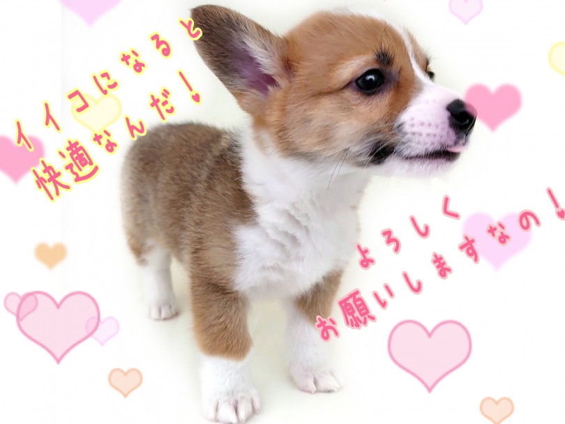 お迎え初期のしつけはとっても大事です！ | ウェルシュコーギーペンブローク （130424） - 高井戸店