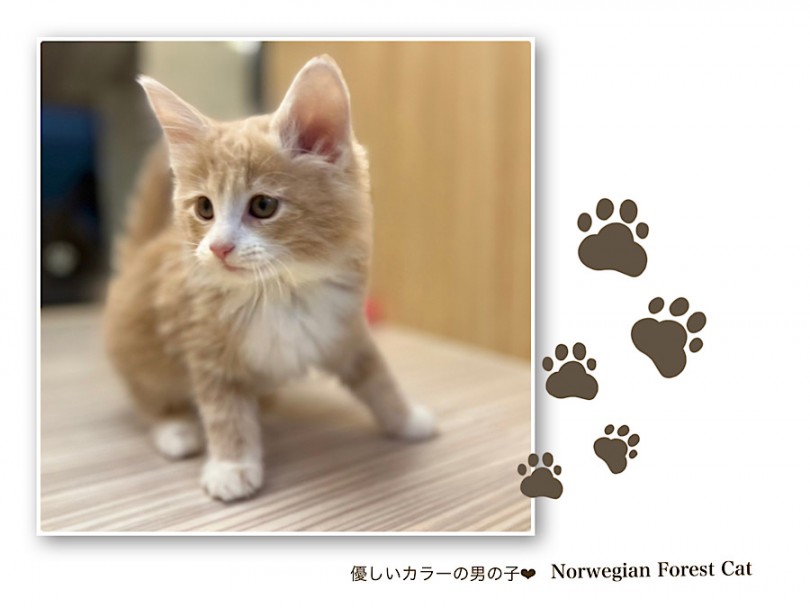 大きなお耳にアーモンド型の瞳、ピンクのお鼻がキュートな女の子♡ | ノルウェージャンフォレストキャット （312094） - 横浜 港北ニュータウン店