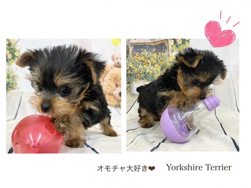 ガッツリ爆睡しちゃうヨーキーちゃん | ヨークシャーテリア （312096） - 横浜 港北ニュータウン店
