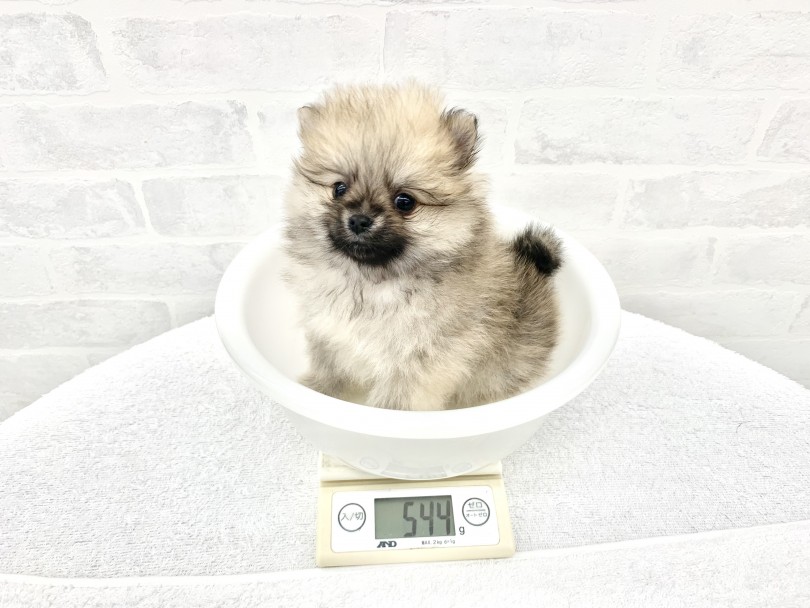 動物病院の先生がが驚く小さめボディ | ポメラニアン （014432） - 東日暮里店