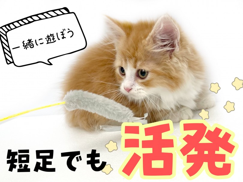 手足が短くても活動的！ | マンチカン （150297） - 東川口店